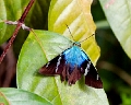 HESPERIIDAE, Astraptes enotrus